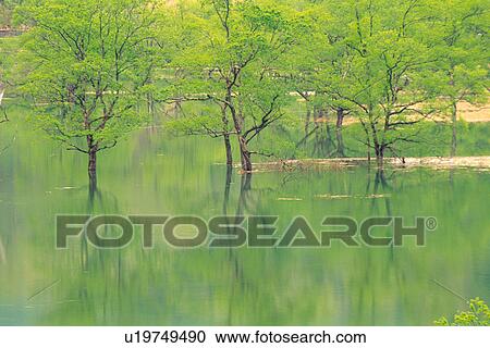 Stock Image -  a Calm Lake With Several Trees Standing in It, Front View, Yamagata Prefecture, Japan. Fotosearch
