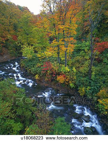 a Canyon With Several Autumn-colored Trees on the Side, High Angle View, Akita Prefecture, Japan View Large Photo Image Stock Image - a Canyon With Several Autumn-colored Trees on the Side, High Angle View, Akita Prefecture, Japan. Fotosearch