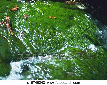 a Floating River, High Angle View, Differential Focus, Akita Prefecture, Japan View Large Photo Image Stock Image - a Floating River, High Angle View, Differential Focus, Akita Prefecture, Japan. Fotosearch