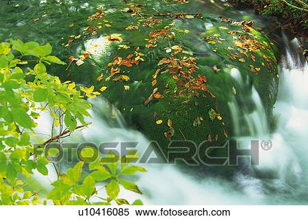 a Huge Rock With Water Streaming Over it, Several Green Leaves In Front, High Angle View, Long Exposure, Akita Prefecture, Japan View Large Photo Image Stock Photography - a Huge Rock With Water Streaming Over it, Several Green Leaves In Front, High Angle View, Long Exposure, Akita Prefecture, Japan. Fotosearch
