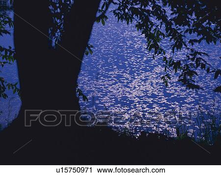 Stock Image -  a Huge Tree, With a Pond Covered With Leaves in the Background, Front View, Silhouette, Yamagata Prefecture, Japan. Fotosearch