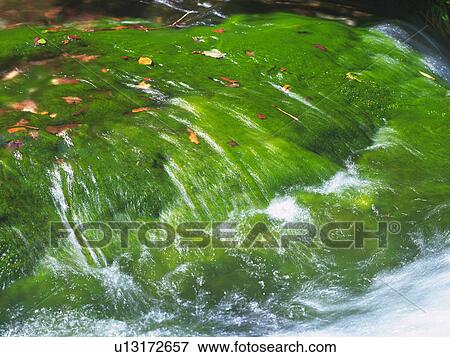 a Limpid Stream, Green From the Moss Underneath, High Angle View, Akita Prefecture, Japan View Large Photo Image Stock Photo - a Limpid Stream, Green From the Moss Underneath, High Angle View, Akita Prefecture, Japan. Fotosearch