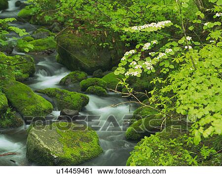 Stock Image -  a Little Mountain Stream, Surrounded By Rocks Covered in Moss and Some Green Bushes, High Angle View, Long Exposure, Akita Prefecture, Japan. Fotosearch