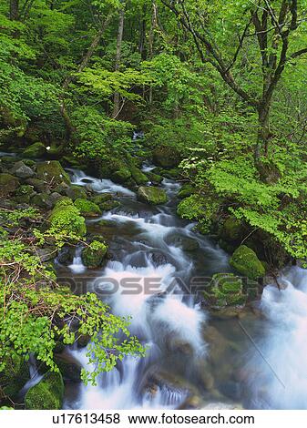 a Little Mountain Stream, Surrounded By Trees and Rocks, High Angle View, Long Exposure, Akita Prefecture, Japan View Large Photo Image Stock Photo - a Little Mountain Stream, Surrounded By Trees and Rocks, High Angle View, Long Exposure, Akita Prefecture, Japan. Fotosearch