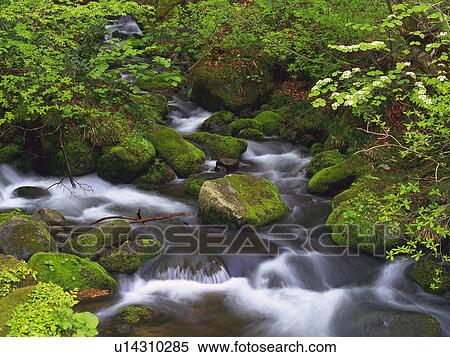 a Little Mountain Stream, Surrounded By Rocks Covered With Moss and Several Trees and Green Bushes, High Angle View, Akita Prefecture, Japan View Large Photo Image Stock Photography - a Little Mountain Stream, Surrounded By Rocks Covered With Moss and Several Trees and Green Bushes, High Angle View, Akita Prefecture, Japan. Fotosearch