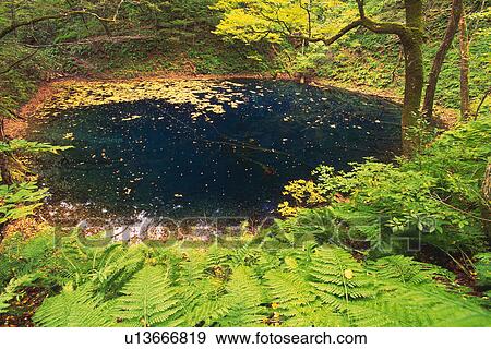 Stock Photo -  a Little Pond In the Middle Of a Forest, High Angle View, Aomori Prefecture, Japan. Fotosearch