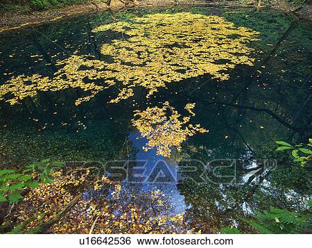 a Little Pond, With Several Autumn-colored Leaves Floating on the Surface, High Angle View, Aomori Prefecture, Japan View Large Photo Image Stock Photograph - a Little Pond, With Several Autumn-colored Leaves Floating on the Surface, High Angle View, Aomori Prefecture, Japan. Fotosearch