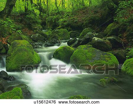 Stock Photograph -  a Little Water stream, Surrounded By Rocks Covered in Moss, Trees and Green Bushes, High Angle View, Long Exposure, Akita Prefecture, Japan. Fotosearch