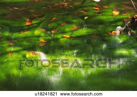 a Lot of Moss, Reflected By the Water next to It, High Angle View, Akita Prefecture, Japan View Large Photo Image Stock Image - a Lot of Moss, Reflected By the Water next to It, High Angle View, Akita Prefecture, Japan. Fotosearch