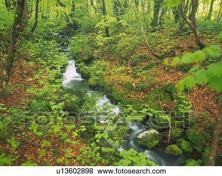 Stock Photo -  a Mountain Stream In the Middle of a Forest With Beech Trees and Autumn-colored Leaves, High Angle View, Long Exposure, Akita Prefecture, Japan. Fotosearch