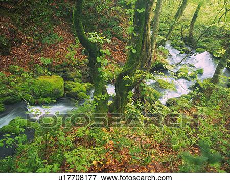 a Mountain Stream Surrounded By Trees, Bushes and Multicolored Leaves, High Angle View, Long Exposure, Akita Prefecture, Japan View Large Photo Image Stock Photo - a Mountain Stream Surrounded By Trees, Bushes and Multicolored Leaves, High Angle View, Long Exposure, Akita Prefecture, Japan. Fotosearch