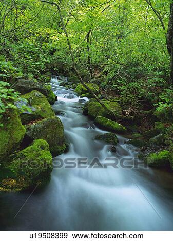 Stock Photo -  a Mountain Stream Surrounded By Trees, Rocks and Bushes, High Angle View, Long Exposure, Akita Prefecture, Japan. Fotosearch