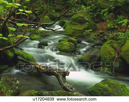 Stock Photo -  a Mountain Stream, Surrounded With Rocks That Are Covered With Moss, High Angle View, Long Exposure, Akita Prefecture, Japan. Fotosearch