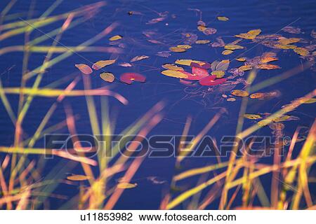 a Pond With a Few Autumn-colored Leaves On the Surface, Some Blades of Grass In Front, High Angle View, Differential Focus, Aomori Prefecture, Japan View Large Photo Image Stock Image - a Pond With a Few Autumn-colored Leaves On the Surface, Some Blades of Grass In Front, High Angle View, Differential Focus, Aomori Prefecture, Japan. Fotosearch
