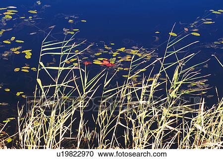 Stock Image -  a Pond With Several Leaves on the Surface, High Angle View, Aomori Prefecture, Japan. Fotosearch