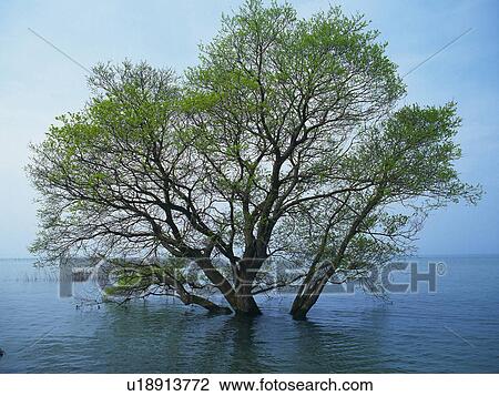 a Single Tree, Standing in a Huge Lake, Front View View Large Photo Image Stock Image - a Single Tree, Standing in a Huge Lake, Front View. Fotosearch