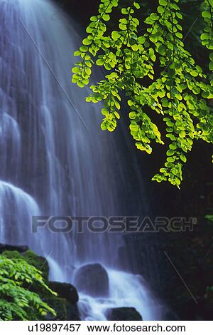 Stock Photo -  a Streaming Waterfall With Several Green Leaves In Front, Side View, Long Exposure. Fotosearch