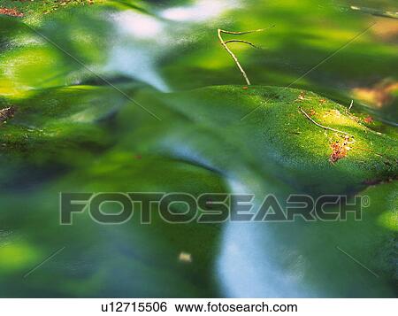 Stock Photograph -  a Water Surface and Some Leaves, High Angle View, Long Exposure, Akita Prefecture, Japan. Fotosearch