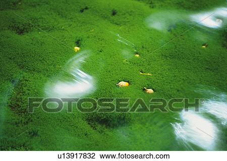 a Water Surface, With a Lot of Moss Underneath the Water, High Angle View, Akita Prefecture, Japan View Large Photo Image Stock Image - a Water Surface, With a Lot of Moss Underneath the Water, High Angle View, Akita Prefecture, Japan. Fotosearch