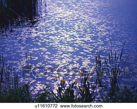 a Water Surface, With Several Blossoms On Top of It, High Angle View, Yamagata Prefecture, Japan View Large Photo Image Stock Image - a Water Surface, With Several Blossoms On Top of It, High Angle View, Yamagata Prefecture, Japan. Fotosearch