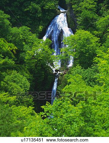 a Waterfall, Surrounded By a Bunch of Green-colored Leaves, Low Angle View View Large Photo Image Stock Image - a Waterfall, Surrounded By a Bunch of Green-colored Leaves, Low Angle View. Fotosearch