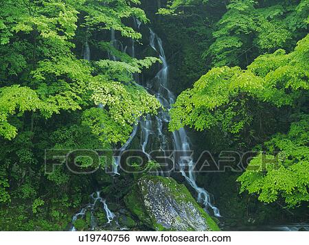 Stock Photograph -  a Waterfall, Surrounded By Several Trees, Front View, Long Exposure, Iwate Prefecture, Japan. Fotosearch