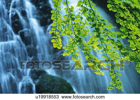 a Waterfall With Several Green Leaves in Front, Front View, Differential Focus, Long Exposure View Large Photo Image Stock Image - a Waterfall With Several Green Leaves in Front, Front View, Differential Focus, Long Exposure. Fotosearch