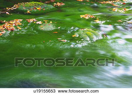 Floating Water With Several Autumn-colored Leaves on the Surface, High Angle View, Long Exposure, Akita Prefecture, Japan View Large Photo Image Stock Image - Floating Water With Several Autumn-colored Leaves on the Surface, High Angle View, Long Exposure, Akita Prefecture, Japan. Fotosearch