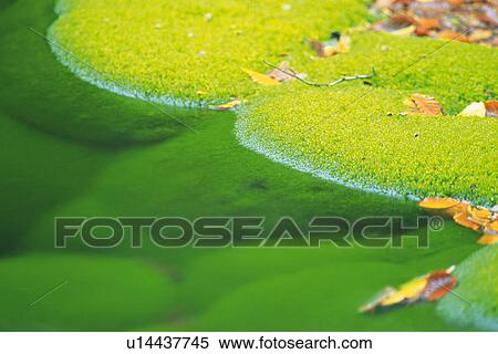 Stock Photography - Moss Floating in the Surface ofWater, High Angle View, Akita Prefecture, Japan. Fotosearch