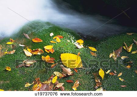 Moss With Several Autumn-colored Leaves on It, Next to Some Floating Water, High Angle View, Long Exposure, Akita Prefecture, Japan View Large Photo Image Stock Photograph -  Moss With Several Autumn-colored Leaves on It, Next to Some Floating Water, High Angle View, Long Exposure, Akita Prefecture, Japan. Fotosearch