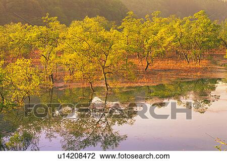Several Yellow-colored Trees, Reflected by the Lake In Front By Sunset, High Angle View, Yamagata Prefecture, Japan View Large Photo Image Stock Image - Several Yellow-colored Trees, Reflected by the Lake In Front By Sunset, High Angle View, Yamagata Prefecture, Japan. Fotosearch