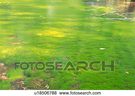 Water, Covered With Moss, High Angle View, Akita Prefecture, Japan View Large Photo Image Stock Photo - Water, Covered With Moss, High Angle View, Akita Prefecture, Japan. Fotosearch