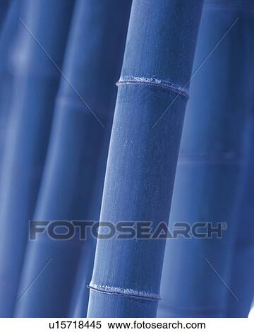 Bamboo grove, close up View Large Photo Image Stock Photography - Bamboo grove, close up. Fotosearch