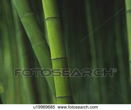 Bamboo grove, close up View Large Photo Image Stock Photography - Bamboo grove, close up. Fotosearch