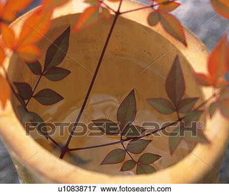 Branch View Large Photo Image Stock Photo - Branch. Fotosearch