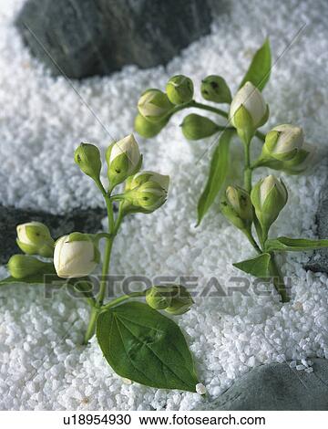 Stock Image - Buds on the sands. Fotosearch