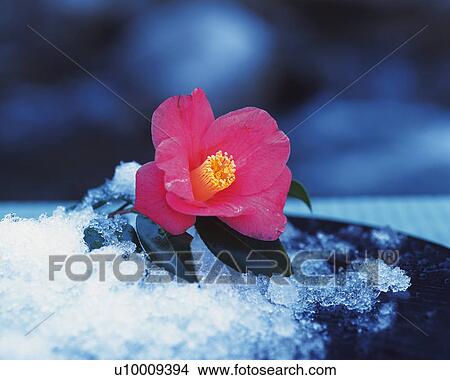 Picture - Camellia and snow. Fotosearch