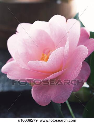 Camellia, close up View Large Photo Image Stock Photo - Camellia, close up. Fotosearch