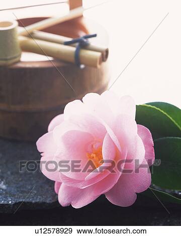Stock Photo - Camellia, close up. Fotosearch