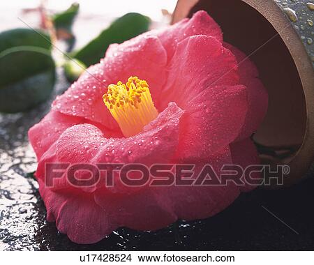 Picture - Camellia on the bamboo cylinder. Fotosearch