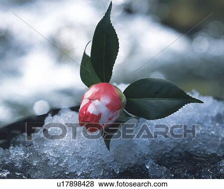 Camellia View Large Photo Image Stock Photo - Camellia. Fotosearch