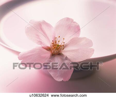 Cherry blossom and sake cup View Large Photo Image Picture - Cherry blossom and sake cup. Fotosearch
