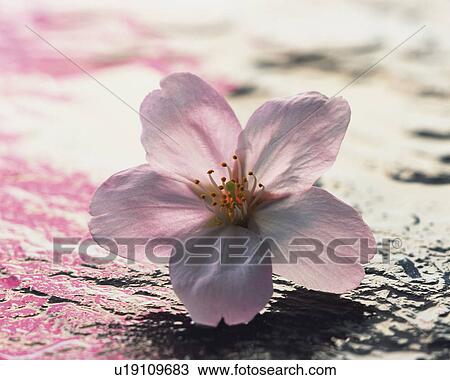 Cherry blossom, close up View Large Photo Image Stock Image - Cherry blossom, close up. Fotosearch