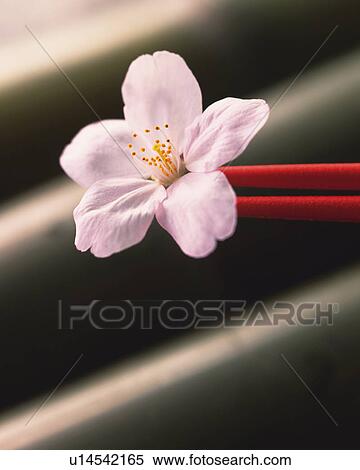 Cherry blossom, close up View Large Photo Image Stock Photography - Cherry blossom, close up. Fotosearch