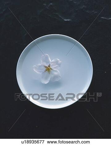 Cherry blossom floating on the sake cup View Large Photo Image Stock Photo - Cherry blossom floating on the sake cup. Fotosearch