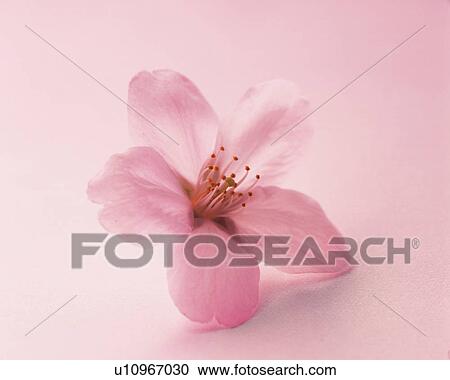 Cherry blossom View Large Photo Image Stock Image - Cherry blossom. Fotosearch