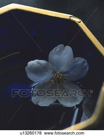 Stock Photo - Cherry blossom. Fotosearch