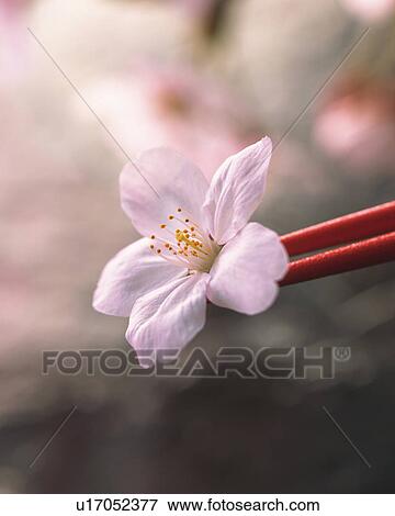 Stock Photo - Cherry blossoms and chopsticks. Fotosearch