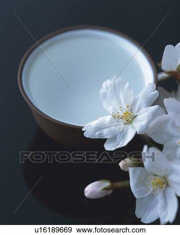 Stock Photo - Cherry blossoms and sake cup. Fotosearch