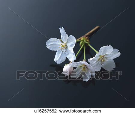 Cherry blossoms, close up View Large Photo Image Stock Image - Cherry blossoms, close up. Fotosearch
